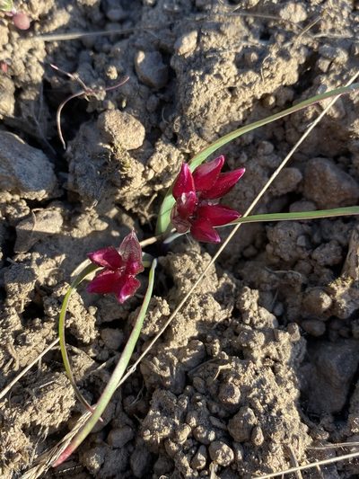 Allium scilloides, photographed by Matt Berger