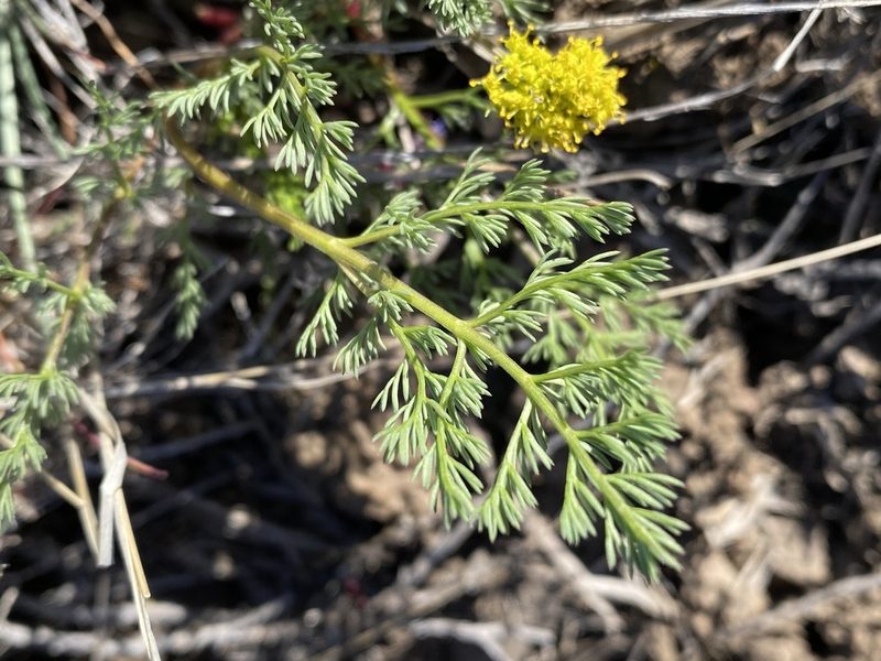 Lomatium quintuplex, photographed by Matt Berger