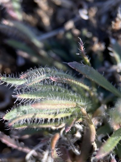 Boechera cusickii, photographed by Matt Berger
