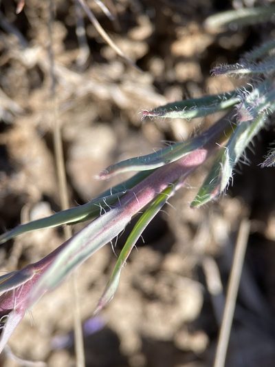 Boechera cusickii, photographed by Matt Berger