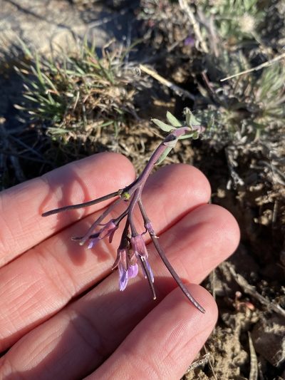 Boechera cusickii, photographed by Matt Berger