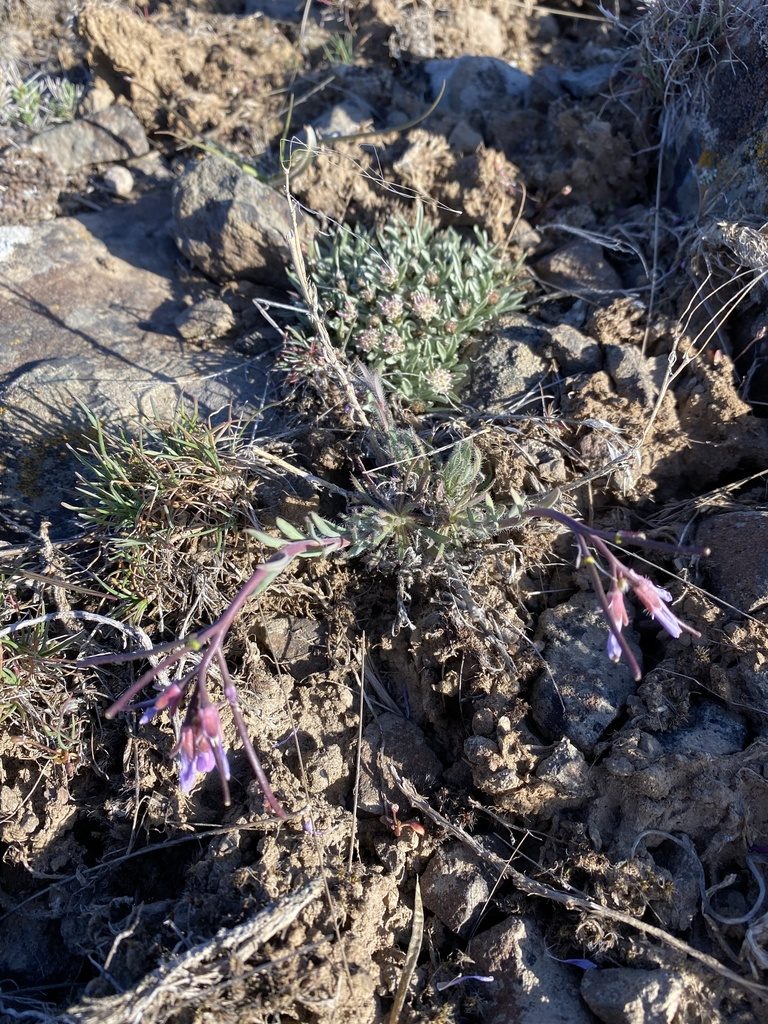 Boechera cusickii, photographed by Matt Berger