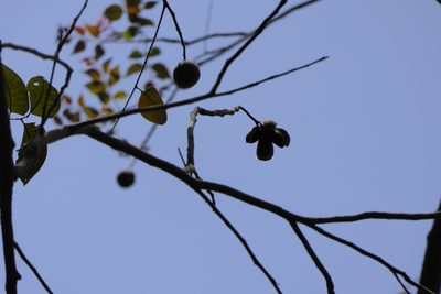 Chukrasia tabularis, photographed by Dinesh Valke
