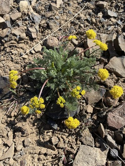 Lomatium quintuplex, photographed by Matt Berger