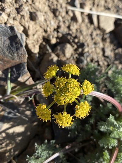 Lomatium quintuplex, photographed by Matt Berger