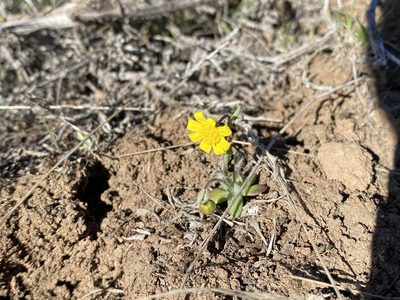 Crocidium multicaule, photographed by Matt Berger