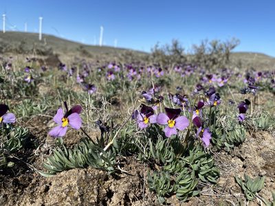 Viola trinervata, photographed by Matt Berger