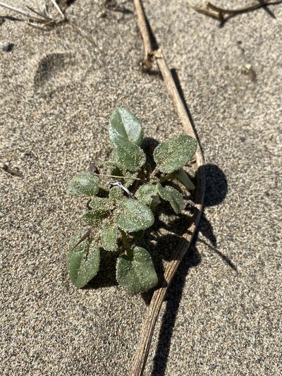 Abronia mellifera, photographed by Matt Berger