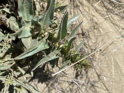 Penstemon acuminatus, photographed by Matt Berger