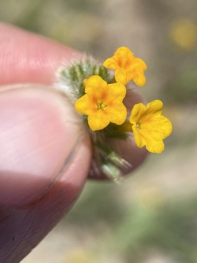 Amsinckia lycopsoides, photographed by Matt Berger