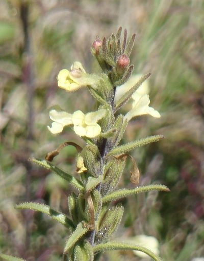 Odontites glutinosus, photographed by Jean-Paul Boerekamps