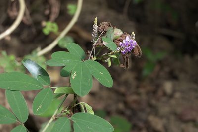 Grona heterocarpos, photographed by Dinesh Valke