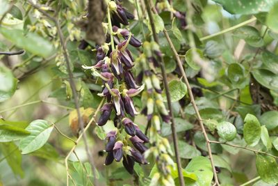 Mucuna pruriens, photographed by Dinesh Valke