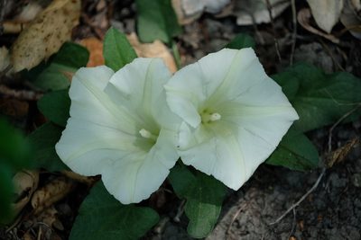 Calystegia subacaulis, photographed by Madeleine Claire