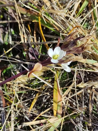 Gentianella corymbifera, photographed by Jenny Saito