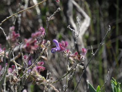 Salvia albicaulis, photographed by Jeremy Gilmore