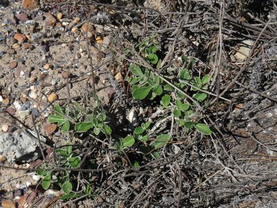 Arctotis bellidifolia, photographed by Jeremy Gilmore