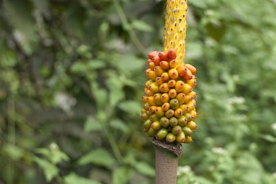 Amorphophallus commutatus, photographed by Dinesh Valke