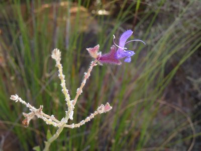 Salvia albicaulis, photographed by Jeremy Gilmore