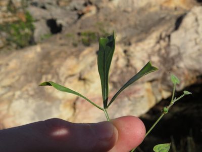 Searsia rimosa, photographed by Jeremy Gilmore