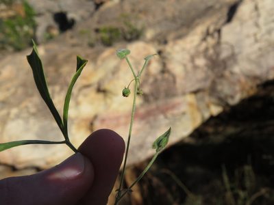Centella villosa, photographed by Jeremy Gilmore