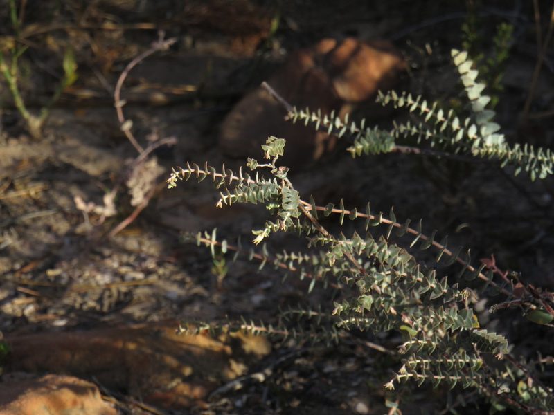 Macrostylis barbigera, photographed by Jeremy Gilmore