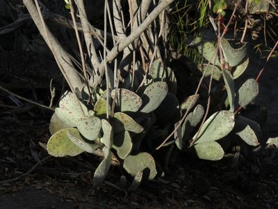 Adromischus hemisphaericus, photographed by Jeremy Gilmore