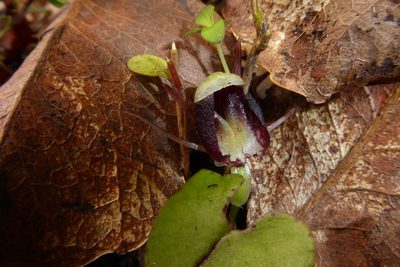 Corybas trilobus, photographed by Cara-Lisa Schloots
