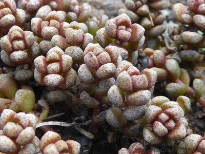 Crassula corallina, photographed by Andrew Hankey