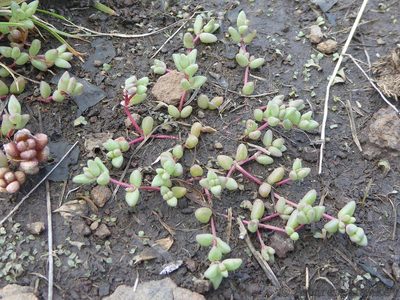 Portulaca hereroensis, photographed by Andrew Hankey