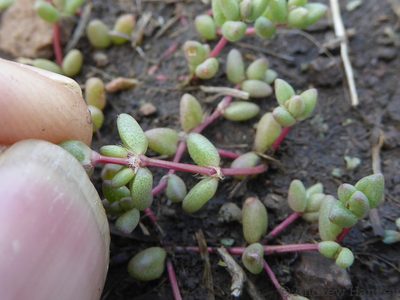 Portulaca hereroensis, photographed by Andrew Hankey
