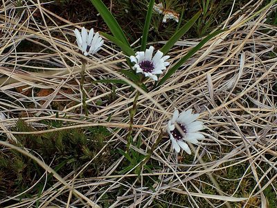 Damnamenia vernicosa, photographed by Duncan Cunningham