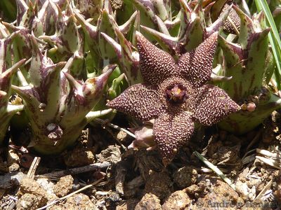Orbea cooperi, photographed by Andrew Hankey