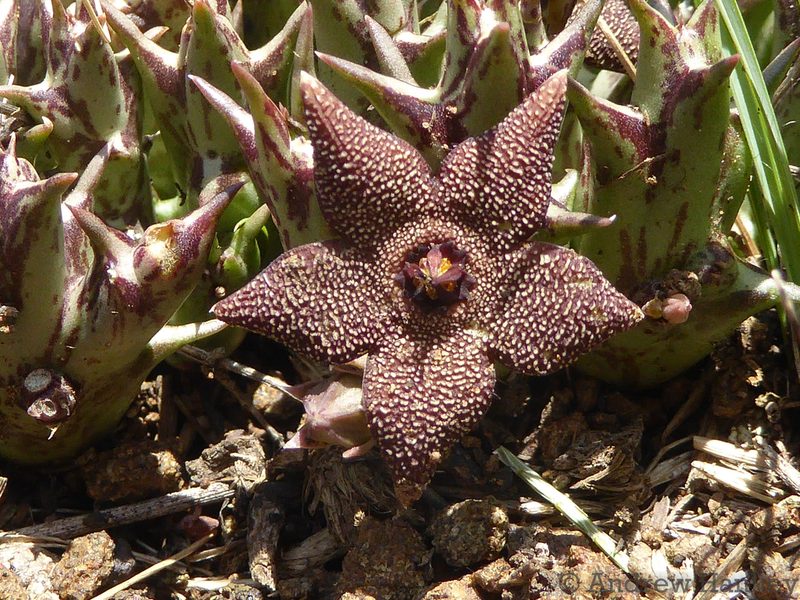 Orbea cooperi, photographed by Andrew Hankey