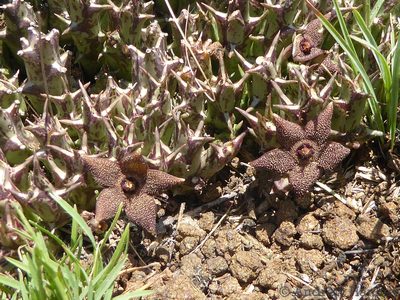 Orbea cooperi, photographed by Andrew Hankey