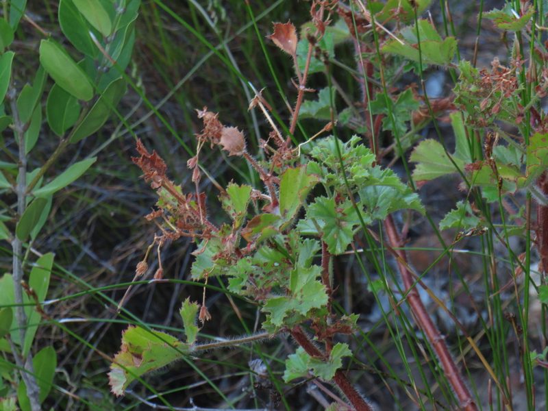 Pelargonium sublignosum, photographed by Jeremy Gilmore