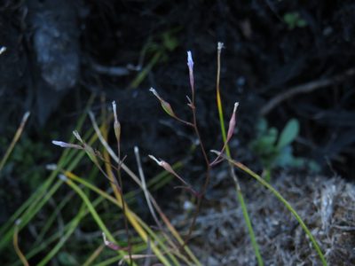 Wimmerella arabidea, photographed by Jeremy Gilmore