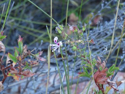 Pelargonium sublignosum, photographed by Jeremy Gilmore