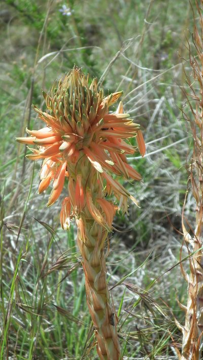 Aloe pratensis, photographed by Shaun Swanepoel