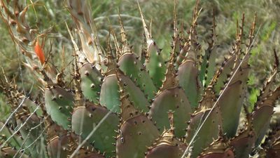 Aloe pratensis, photographed by Shaun Swanepoel