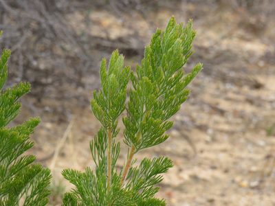 Serruria pedunculata, photographed by Jeremy Gilmore