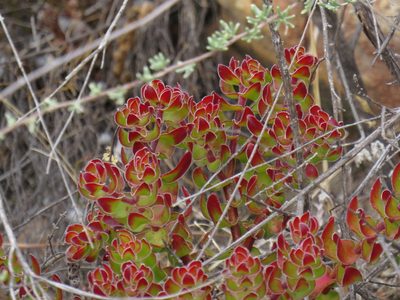 Crassula undulata, photographed by Jeremy Gilmore