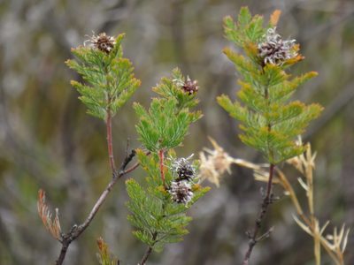 Serruria pedunculata, photographed by Jeremy Gilmore