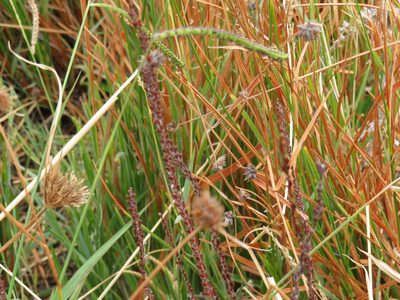 Micranthus plantagineus, photographed by Jeremy Gilmore