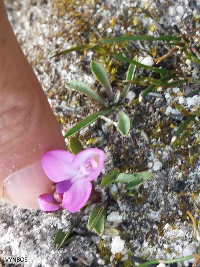 Disa minor, photographed by Chris Vynbos