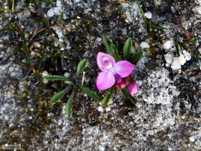 Disa minor, photographed by Chris Vynbos