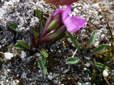 Disa minor, photographed by Chris Vynbos