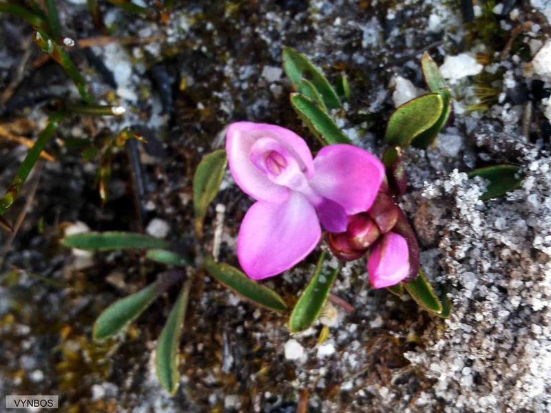 Disa minor, photographed by Chris Vynbos