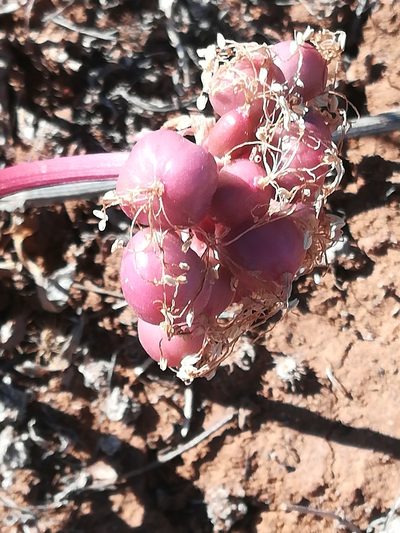 Haemanthus barkerae, photographed by Noeleen du Toit