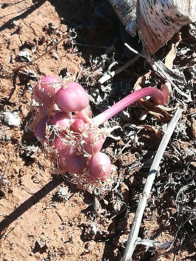 Haemanthus barkerae, photographed by Noeleen du Toit